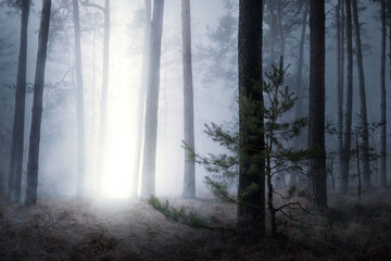 Magical picture of pine forest in night with mysterious beam of light coming from sky down to the ground. Spooky foggy landscape of dark forest with some supernatural phenomenon