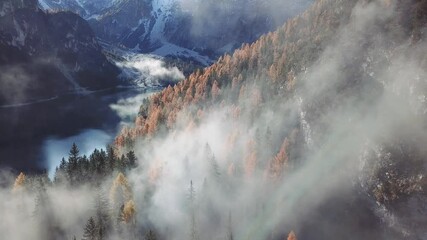 Wall Mural - beautiful forest with fog, beauty of nature, epic aerial landscape