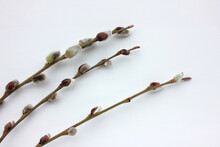 Pussy-willow Twigs On White Table. Spring Holiday Background With Copy Space. Overhead View Of White Willow Catkins
