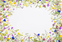 Beautiful Wild Flowers On White Background