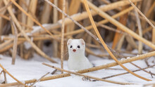 Ermine With White Coat In The Snow With Reeds In The Background