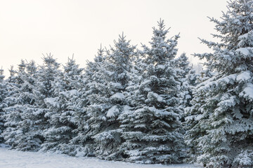 Winter landscape, trees in the snow