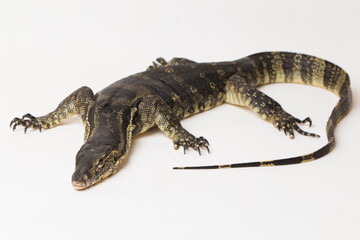 Asian Water Monitor lizard Varanus salvator isolated on a white background
