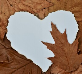 Poster - leaves on wooden background