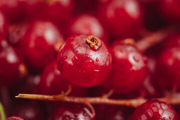 Sticker - Beautiful macro of a fresh redcurrant berries