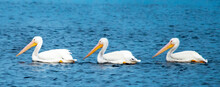 Three White Pelicans On Water