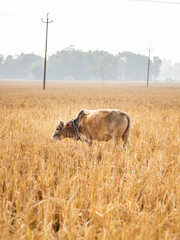 cows in the field