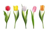 Fototapeta Tulipany - Tulip set. Red, yellow, white, pink, orange flowers vector illustration. Realistic spring floral decorative plants with petals, buds and leaves in blossom on white background