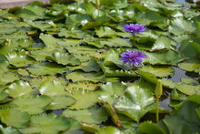 Close-up Of Purple Lotus Water Lily In Lake