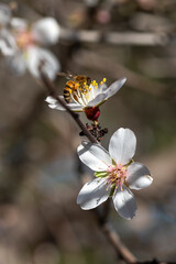 Bee On Almond Blossom. honeybee in almond blossoms