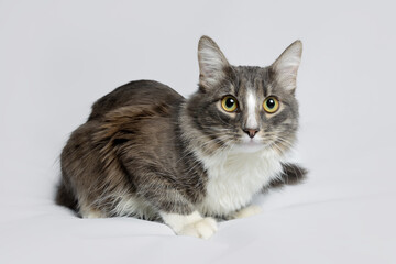 Wall Mural - Young fluffy cat of a dark color with stripes lies on a gray background. Studio portrait of a young cat on a gray background