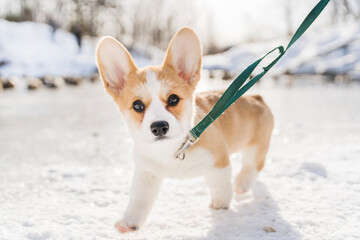 corgi dog on snow in winter landscape