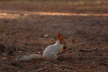 Wall Mural - Cute red squirrel carrying nut in forest