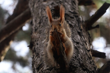 Wall Mural - Cute red squirrel eating nut on tree in forest