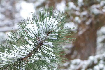conifer tree branch covered with snow in forest, closeup