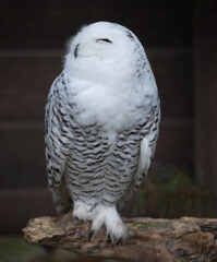 Sticker - Closeup shot of a snowy owl bird standing on the branch on the blurred background