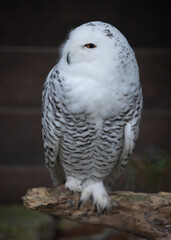 Poster - Closeup shot of a snowy owl bird standing on the branch on the blurred b