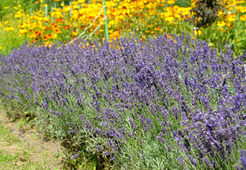 Wall Mural - Flowering lavender narrow-leaved (Lavandula angustifolia Mill.) In the park