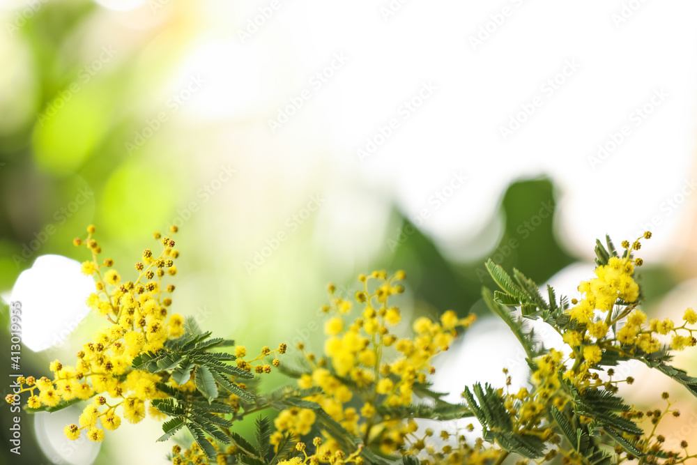 Beautiful mimosa plant on blurred background, closeup. Space for text - obrazy, fototapety, plakaty 