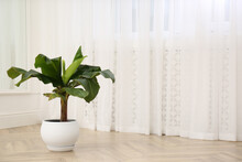 Beautiful Indoor Banana Palm Plant On Floor In Room, Space For Text. House Decoration