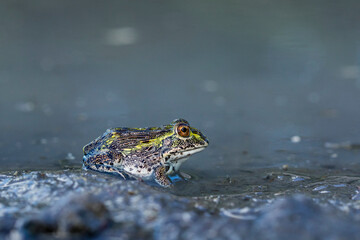 Wall Mural - Africa, Botswana, Nxai Pan National Park, Young African Bullfrog (Pyxicephalus adspersus) lies nearly submerged in shallow pool