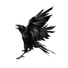 Drawn Flying Raven Bird On White Background