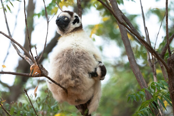 Wall Mural - Africa, Madagascar, Anosy, Berenty Reserve. A female sifaka clinging to a tree while its baby holds on to the mother's back.