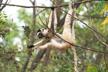 Wall Mural - Africa, Madagascar, Anosy, Berenty Reserve. A sifaka hangs from a branch to eat the leaves from a tree.