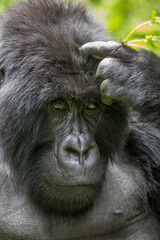 Wall Mural - Africa, Rwanda, Volcanoes National Park, Portrait of adult male Mountain Gorilla (Gorilla beringei beringei) scratching forehead in rainforest in Virunga Mountains