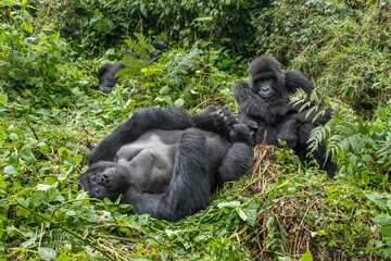 Sticker - Africa, Rwanda, Volcanoes National Park, Mountain Gorilla (Gorilla beringei beringei) resting in rainforest in Virunga Mountains