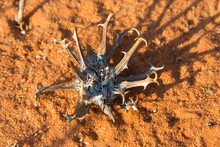 Devil's Claw On The Desert, Kgalagadi Transfrontier Park, South Africa