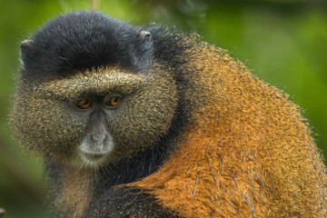 Wall Mural - Africa, Rwanda, Volcanoes National Park, Golden Monkey (Cercopithecus kandti) in rainforest in Virunga Mountains