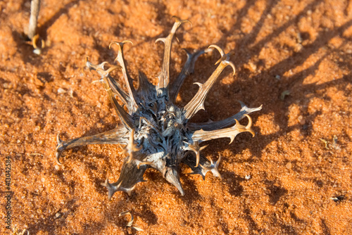 Devil\'s Claw on the desert, Kgalagadi Transfrontier Park, South Africa
