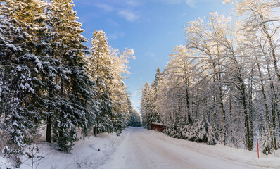 Pine trees covered with snow on frosty evening. Beautiful winter panorama