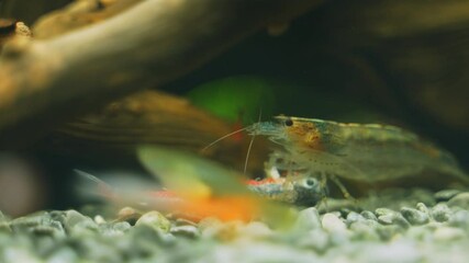 Poster - Amano shrimps eating dead neon fish.