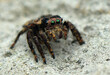 Jumping Spider in natyre