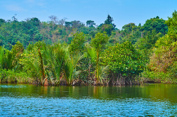 Wall Mural - Forest in saline waters of Kangy river, Myanmar