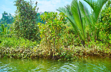 Sticker - Diverse of plants in mangrove forest, Kangy river, Myanmar