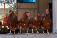 Several Laying Hens Looking Out