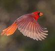 Northern Cardinal male in flight