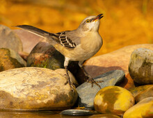Northern Mockingbird Drinking Water