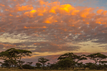 Sticker - Africa, Tanzania, Serengeti National Park. Acacia trees at sunset.