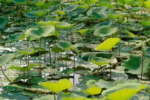 Lily Pads On Pond