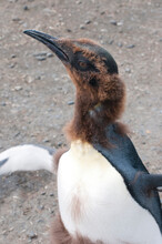 South Georgia. Salisbury Plain. King Penguin (Aptenodytes Patagonicus) Chick Molting.