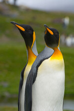 South Georgia. Saint Andrews. King Penguin (Aptenodytes Patagonicus) Mated Pair.