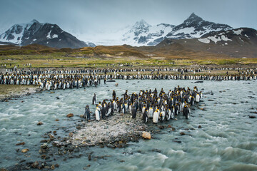 Wall Mural - South Georgia Island, St. Andrews Bay. King penguins and glacial meltwater stream.