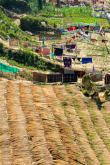 Sticker - Drying broom grass along the riverbank of River Sangu, Bandarban, Chittagong Division, Bangladesh