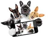 Fototapeta Psy - group of dogs taking selfie with smartphone
