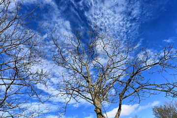 trees in the blue sky