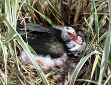 Female Muscovy Duck With Black, White, And Iridescent Blue-green Feathers Is Sitting On Her Nest Of Eggs Surrounded By Downy Feathers Inside A Variegated Green Liriope Plant.